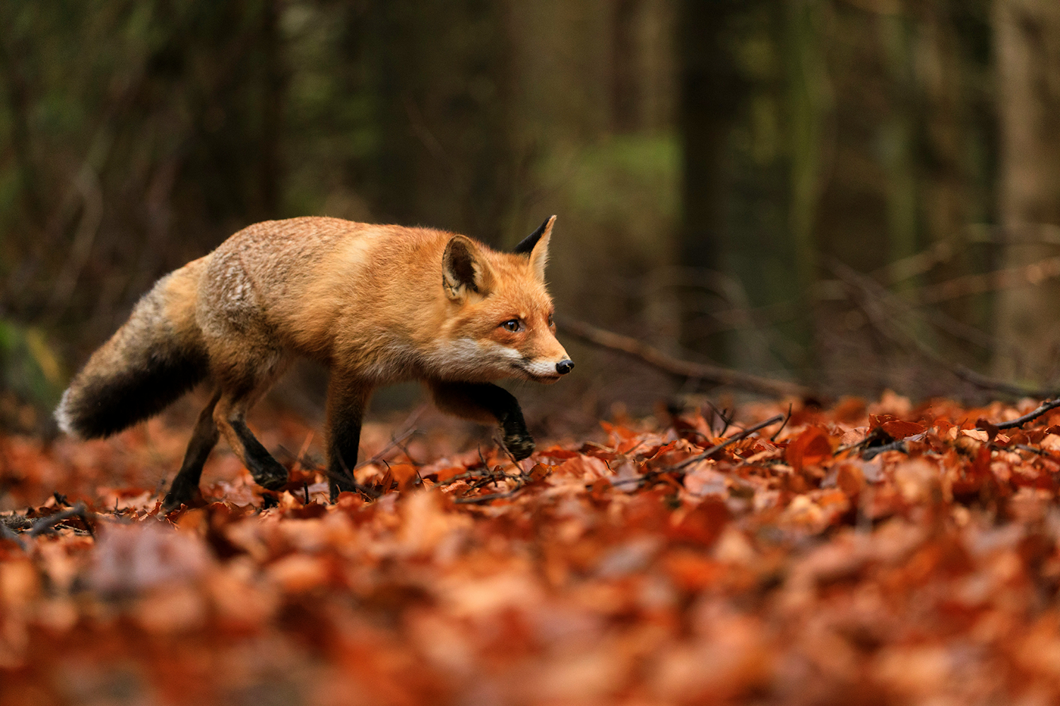 Fox walking through fallen leaves.