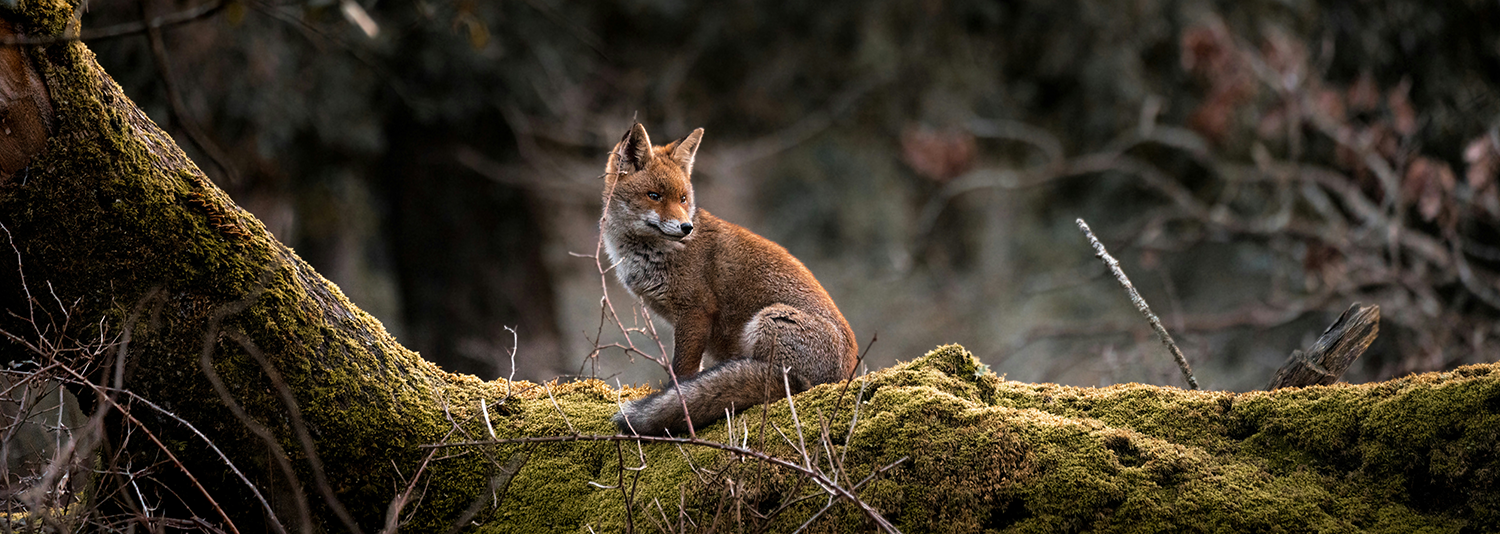 Stock photo of red fox standing on tree trunk